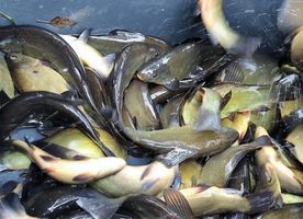 Lín-kopie-1024x743 (2).jpg